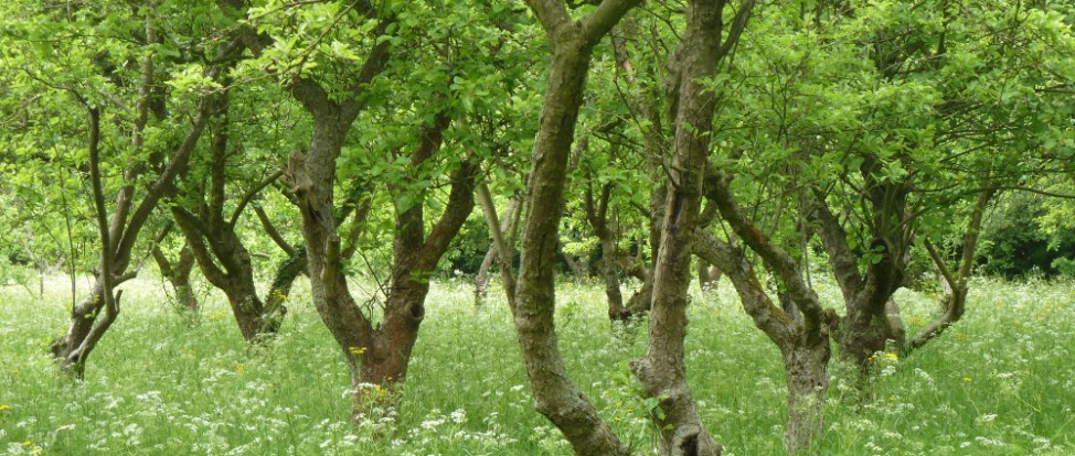 Rivers Heritage Site & Orchard (RHSO)